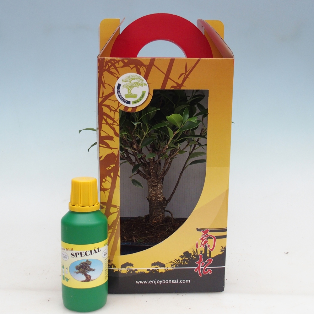 Bonsaï de chambre en boîte cadeau Ficus retusa - Ficus à petites feuilles