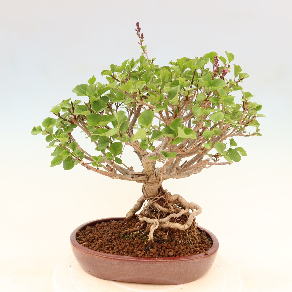 Bonsaï d'extérieur - Syringa microphylla - lilas à petites fleurs
