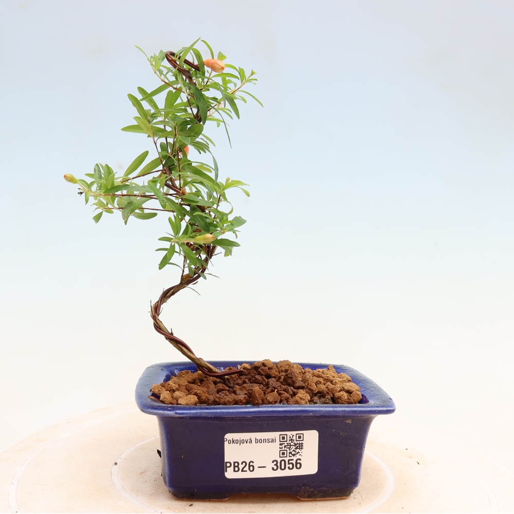 Bonsaï de chambre-PUNICA granatum nana-Pomme grenat