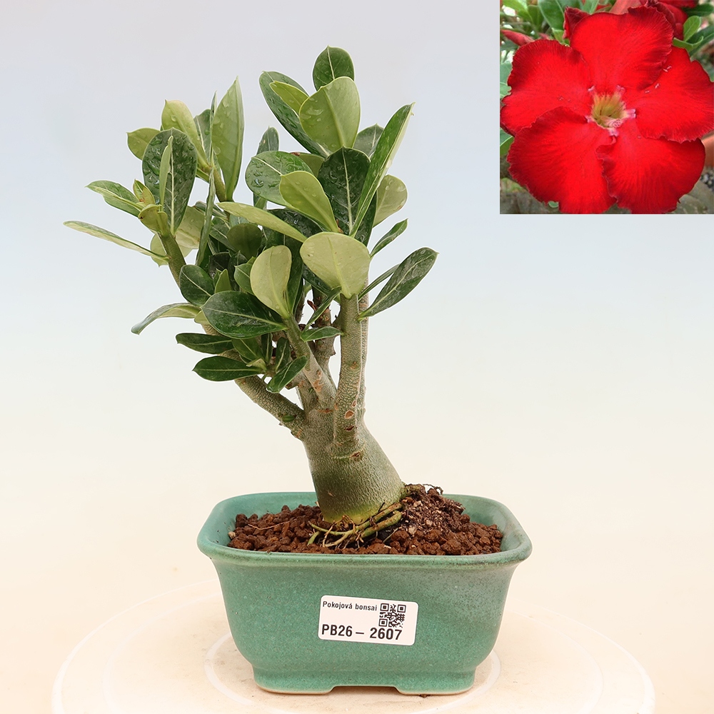 Bonsaï d'intérieur - Adenium obesum Red Star - Rose du désert