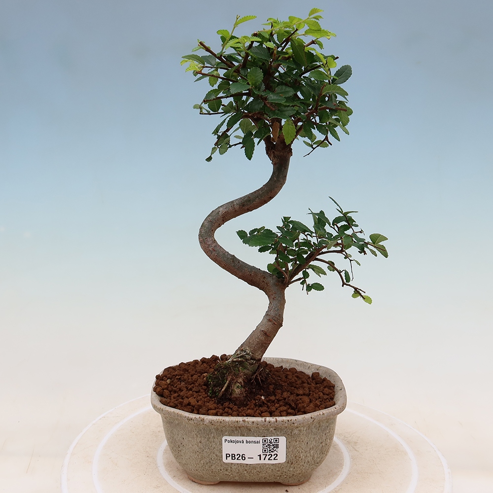 Bonsaï de chambre - Ulmus parvifolia - Orme à petites feuilles