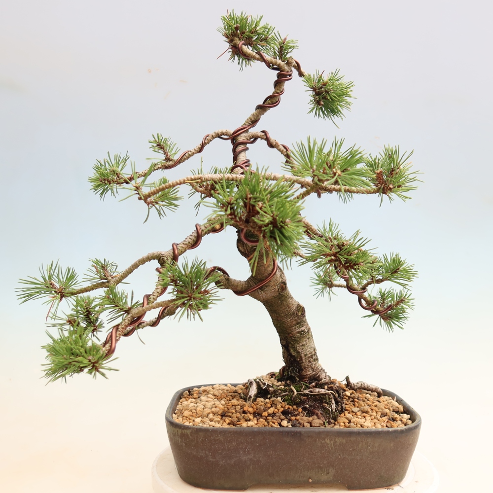 Bonsaï d'extérieur - Pinus mugo Humpy  - Pin nain
