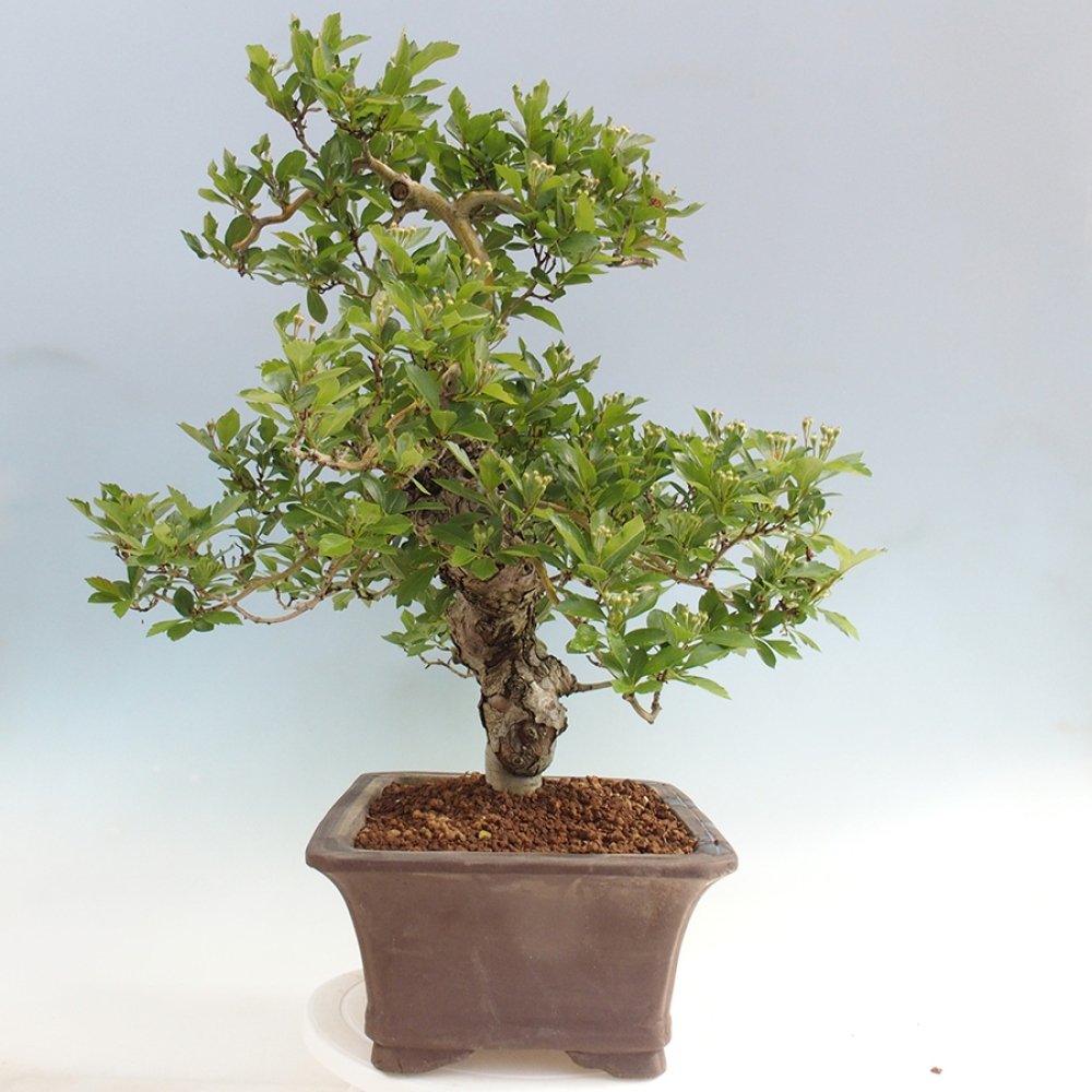 Bonsaï d'extérieur - Aubépine - Crataegus cuneata