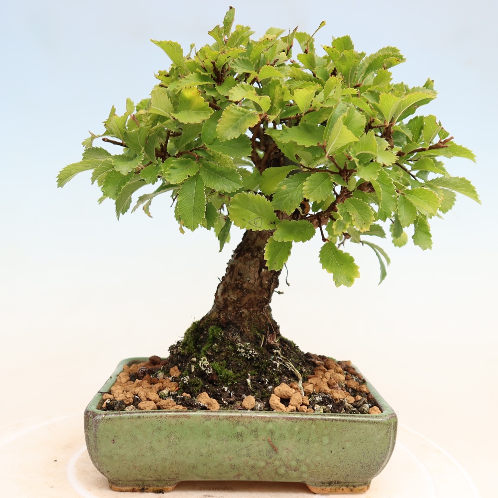 Bonsaï d'extérieur - Zelkova - Zelkova NIRE