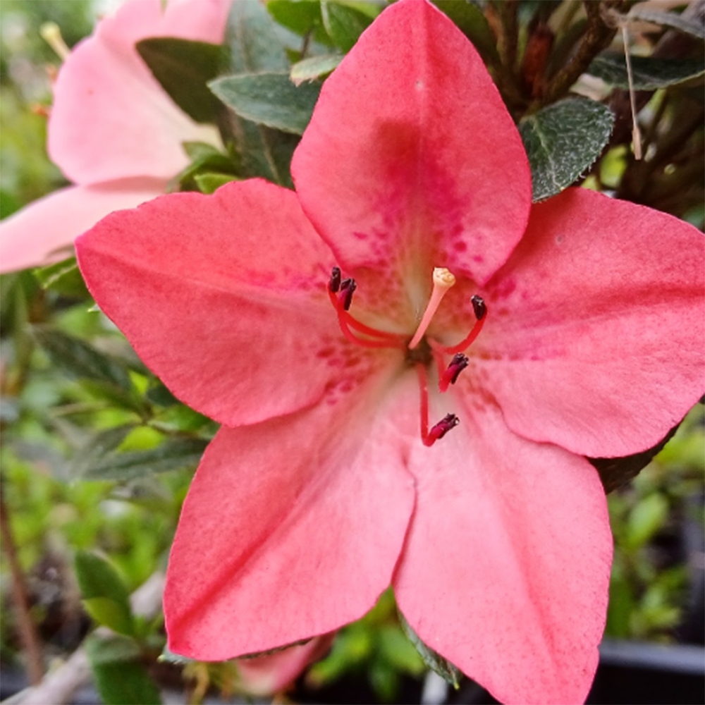Bonsaï d'extérieur - Azalée japonaise - Azalea Akari