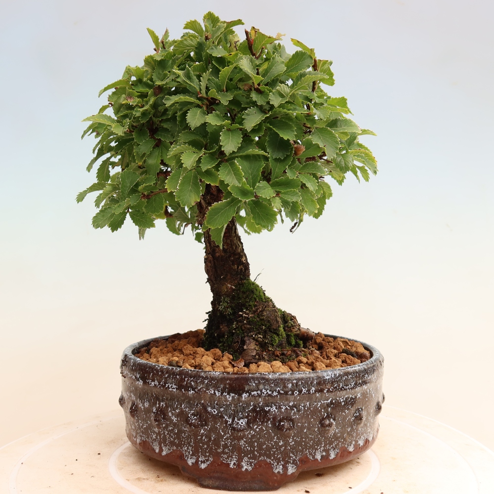 Bonsaï d'extérieur - Zelkova - Zelkova NIRE