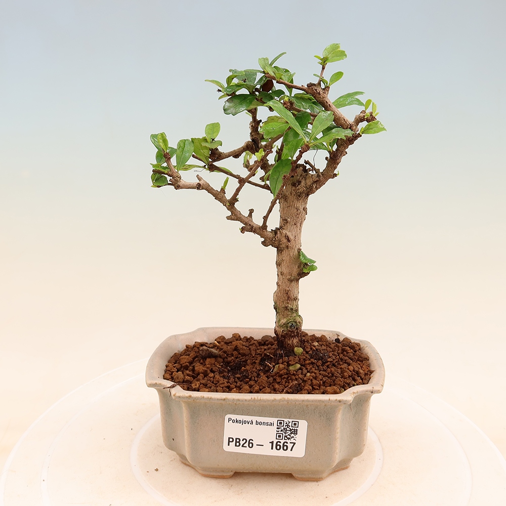 Bonsaï de chambre - Carmona macrophylla - Tea fuki