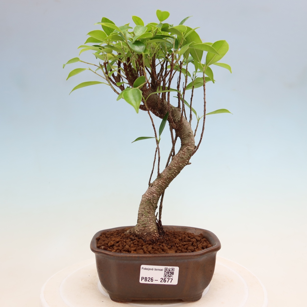 Salle bonsaï - Ficus kimmen - ficus à petites feuilles