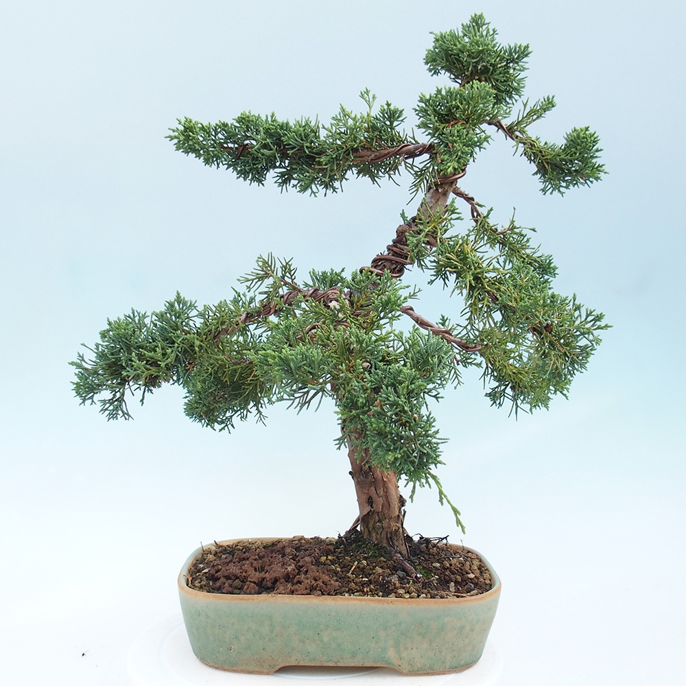 Bonsaï d'extérieur - Juniperus chinensis Kishu