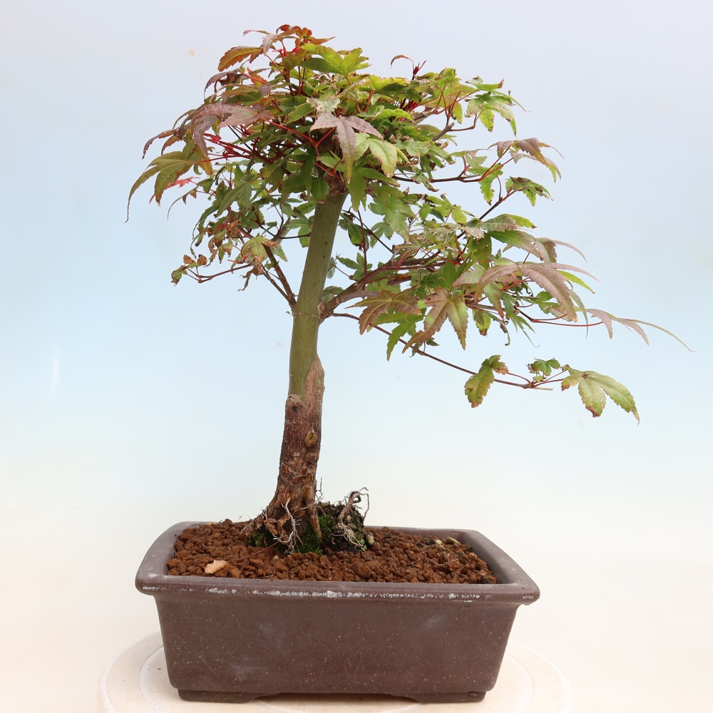 Bonsaï d'extérieur - Acer palmatum DESHOJO