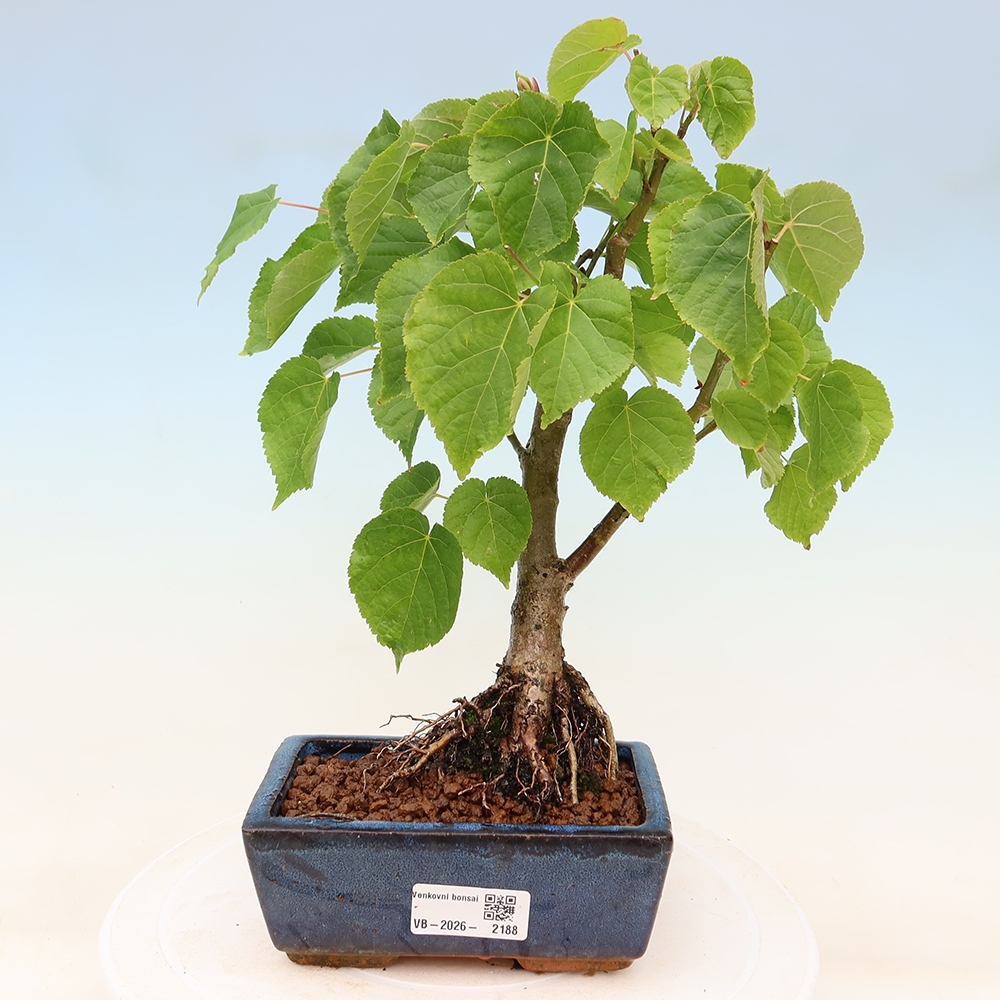 Bonsaï d'extérieur - Tilleul à feuilles cordiformes - Tilia cordata