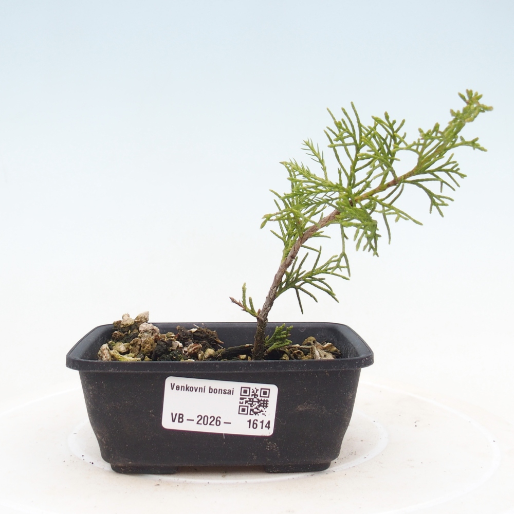 Bonsaï d'extérieur - Juniperus chinensis Itoigawa