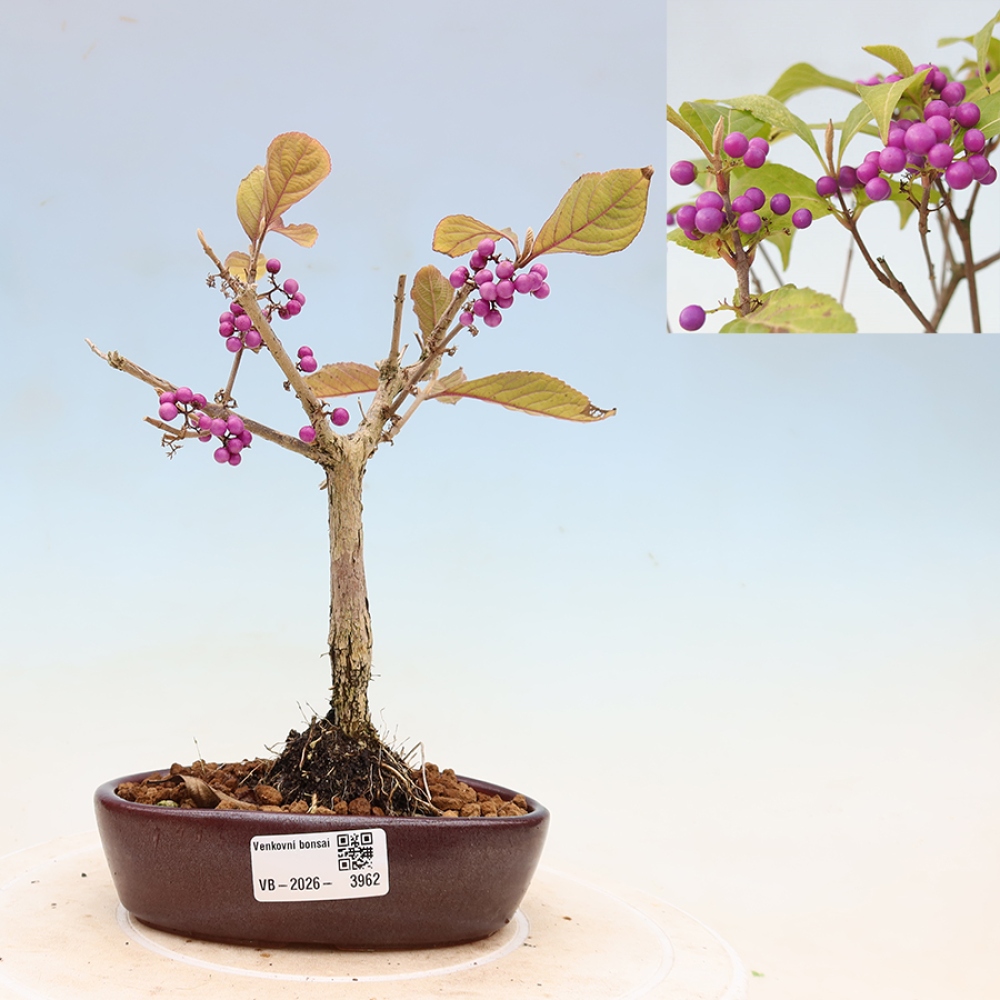Bonsaï d'extérieur - Callicarpa bodinierova profusion