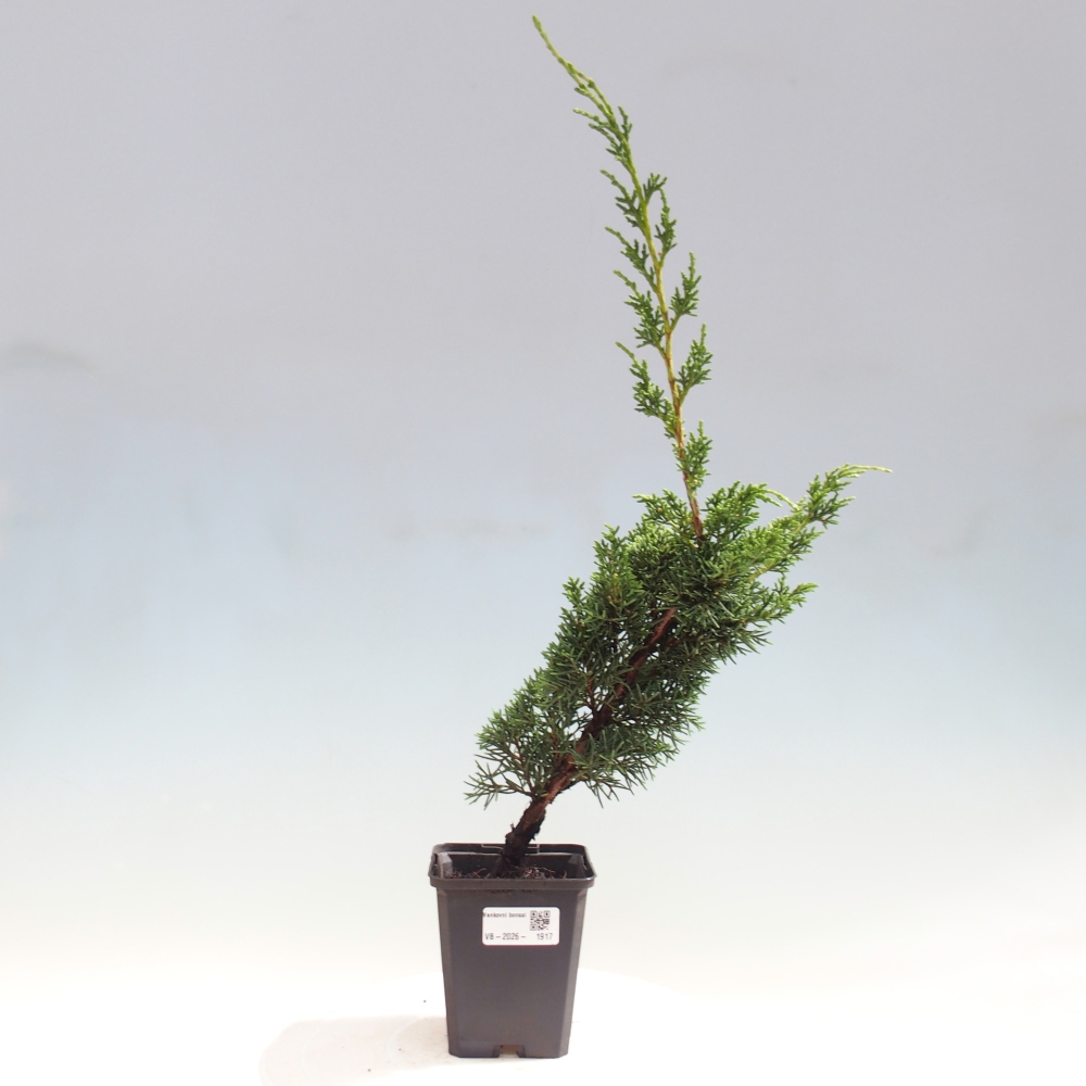 Bonsaï d'extérieur - Juniperus chinensis Kishu