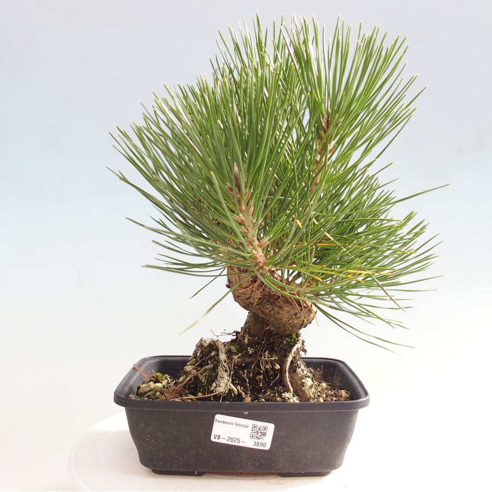 Bonsaï d'extérieur - Pinus thunbergii - Pin de Thunberg