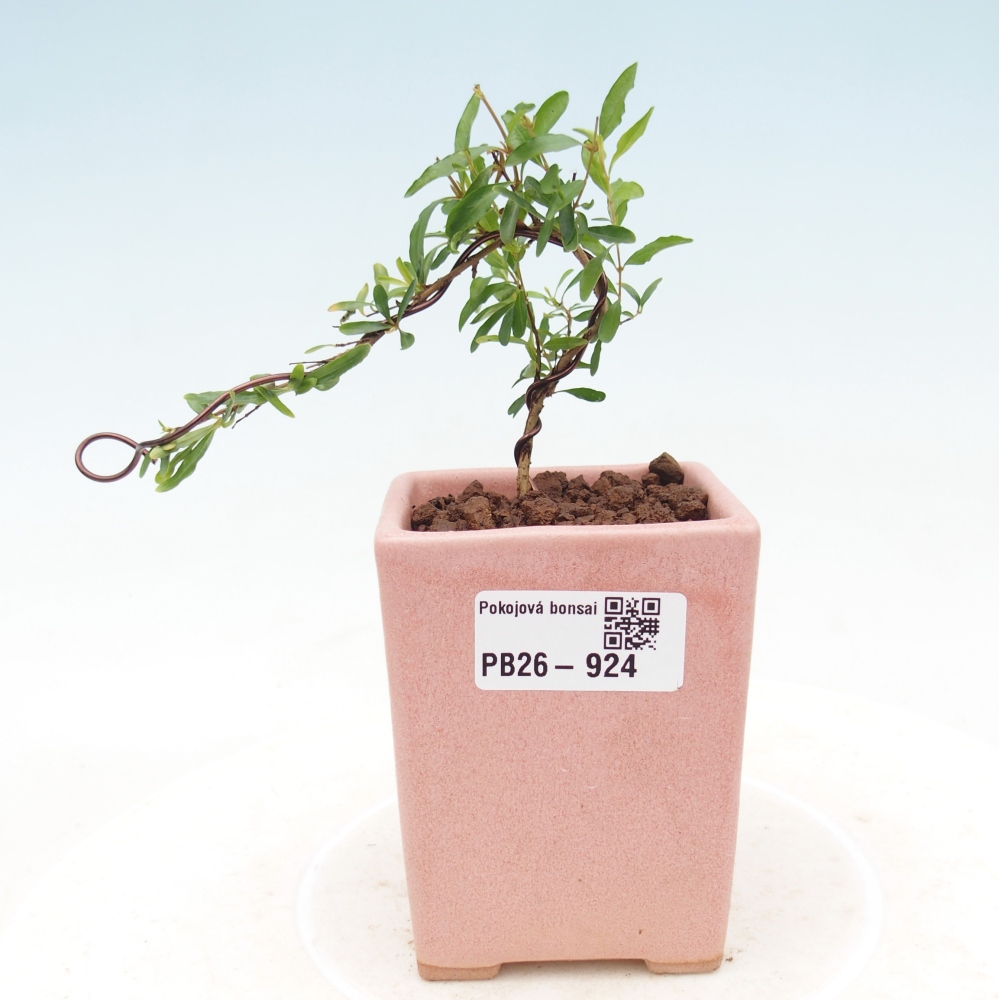 Bonsaï de chambre-PUNICA granatum nana-Pomme grenat