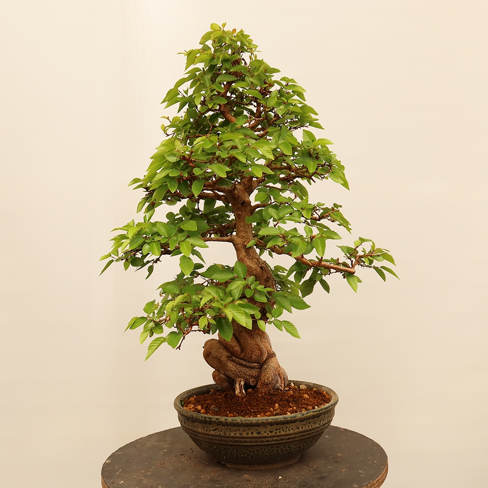Bonsaï d'extérieur -Carpinus Coreana - Charme de Corée