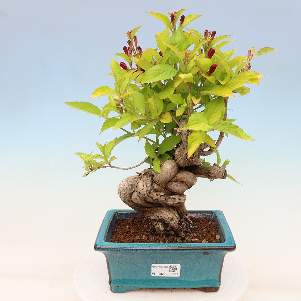 Bonsaï d'extérieur - Weigela subsessilis - Weigela de Corée