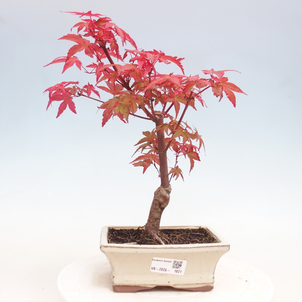 Bonsaï d'extérieur - Acer palmatum DESHOJO