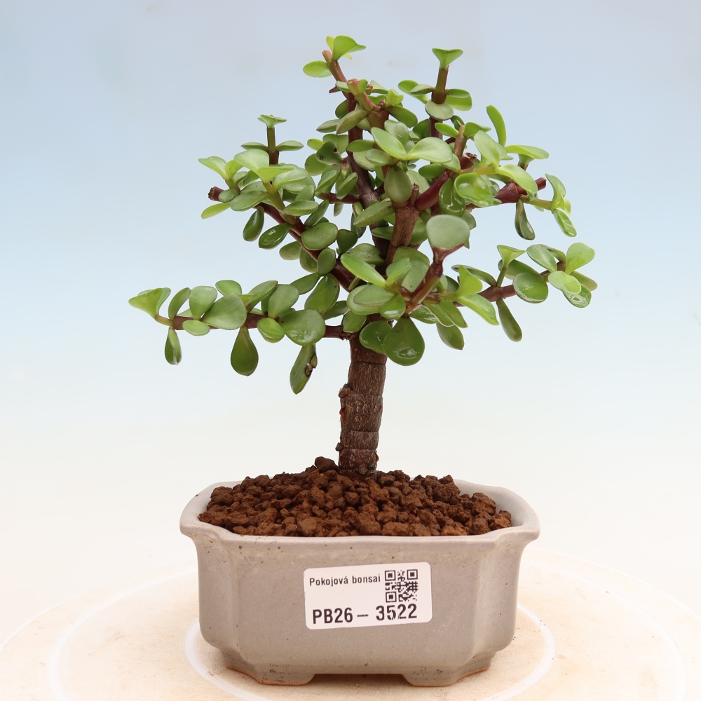 Bonsaï de chambre - Portulakaria Afra - Tlustice