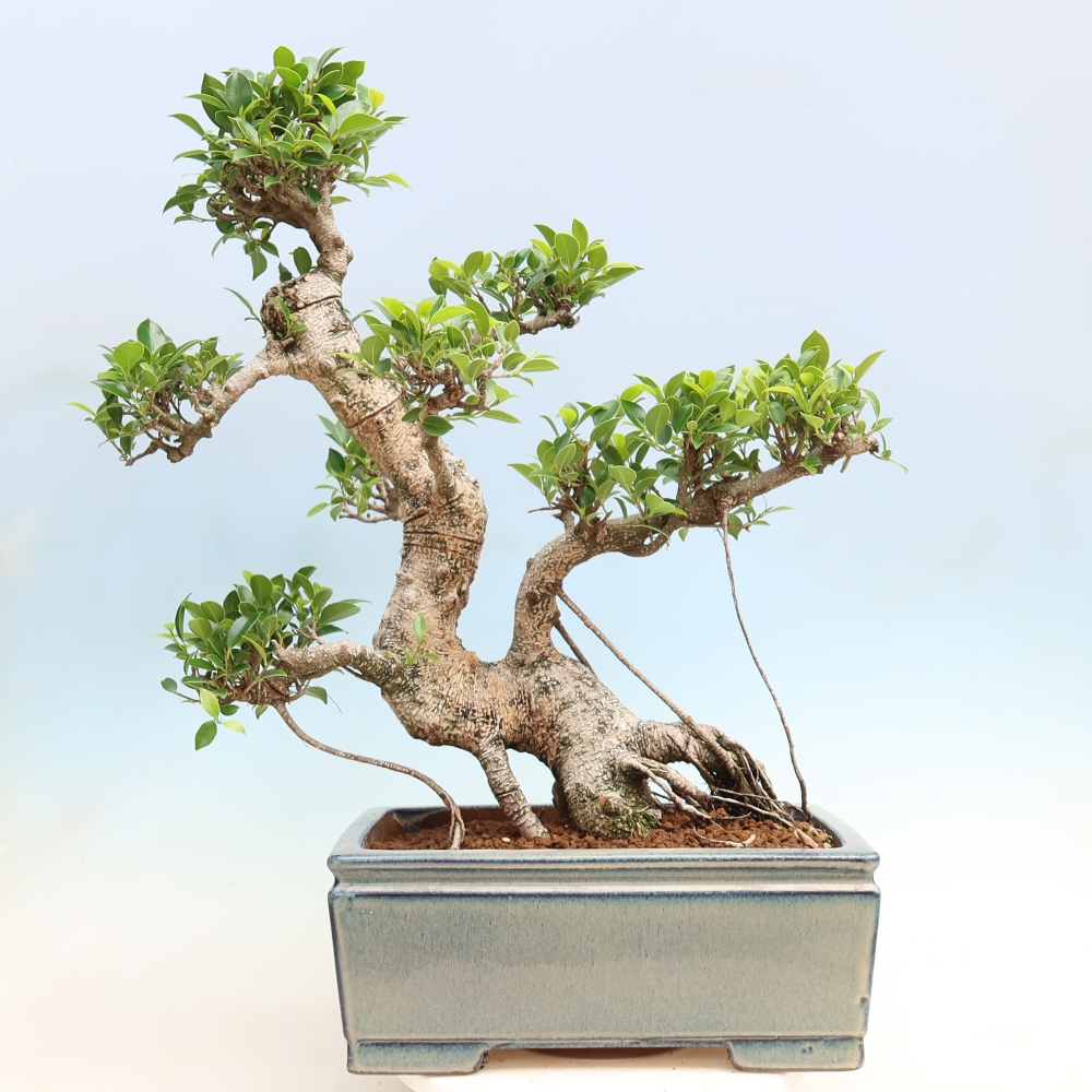 Salle bonsaï - Ficus kimmen - ficus à petites feuilles