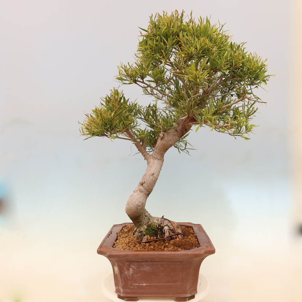 Salle bonsaï - Ficus nerifolia - ficus à petites feuilles