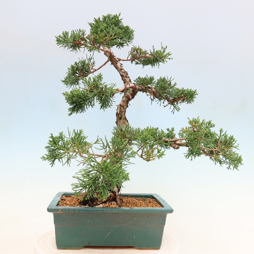 Bonsaï d'extérieur - Juniperus chinensis Kishu