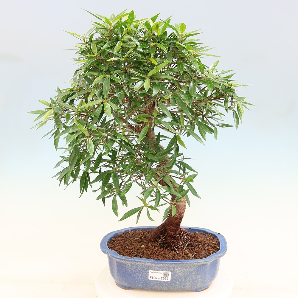 Salle bonsaï - Ficus nerifolia - ficus à petites feuilles