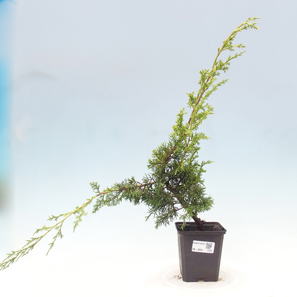 Bonsaï d'extérieur - Juniperus chinensis Itoigawa