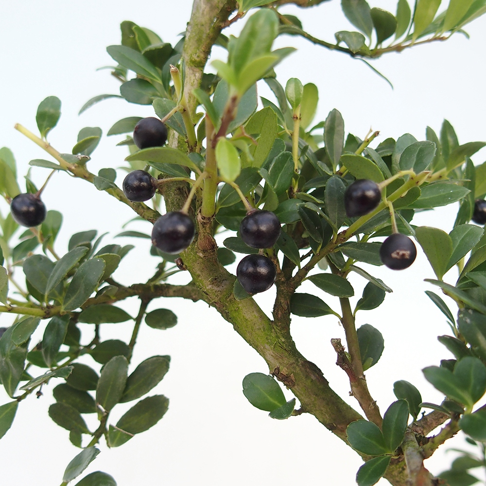 Kokedama avec soucoupe - Ilex crenata - Houx