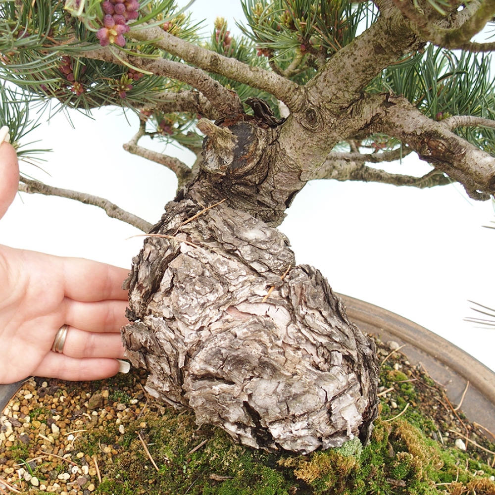 Bonsaï d'extérieur - Pinus parviflora - Pinus parviflora