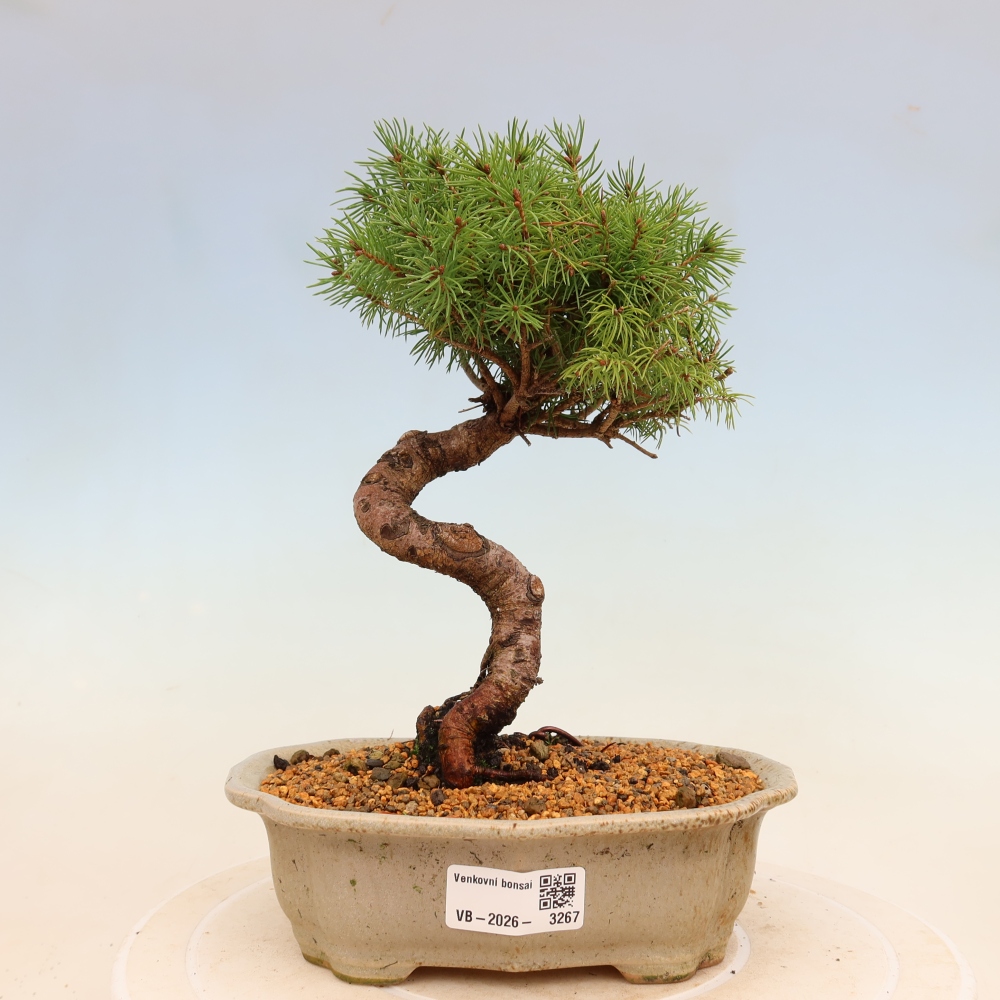 Bonsaï d'extérieur - Épicéa - Picea glauca globe