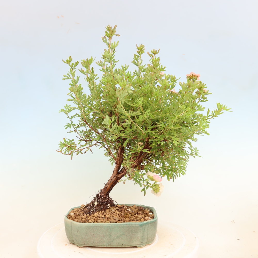 Bonsaï d'extérieur - Potentille arbustive - Potentilla fruticosa Bellissima
