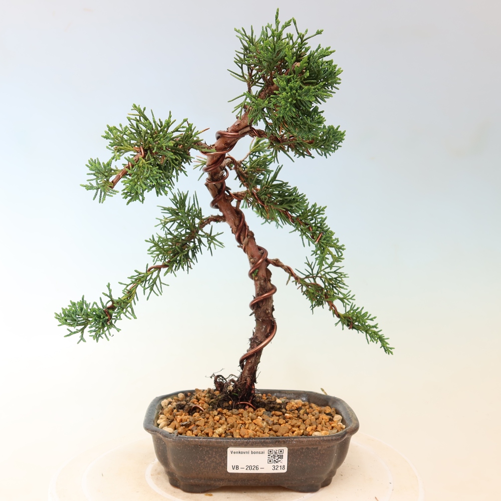 Bonsaï d'extérieur - Juniperus chinensis Kishu