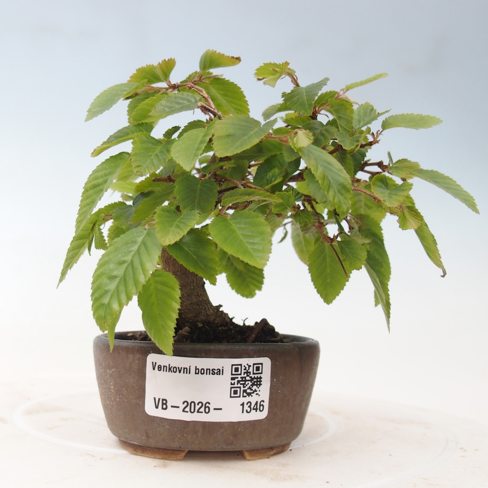 Bonsaï d'extérieur -Carpinus CARPINOIDES - Charme de Corée