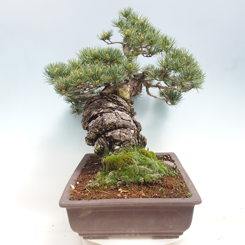 Bonsaï d'extérieur - Pinus parviflora - Pinus parviflora
