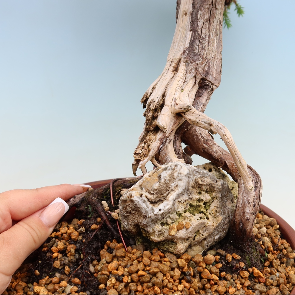 Bonsaï d'extérieur - Juniperus squamata – Genévrier écailleux