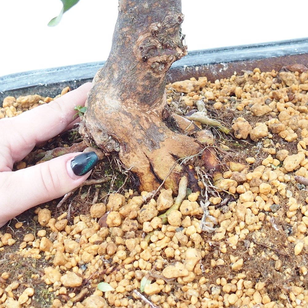 Bonsaïs d'extérieur - Azalée japonaise - Azalea Kisshoten