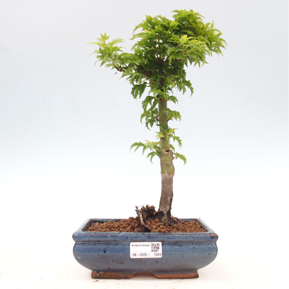 Bonsaï d'extérieur -Javor palm Acer palmatum Shishigashira
