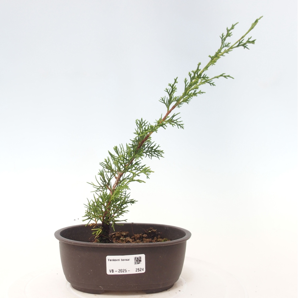 Bonsaï d'extérieur - Juniperus chinensis Itoigawa