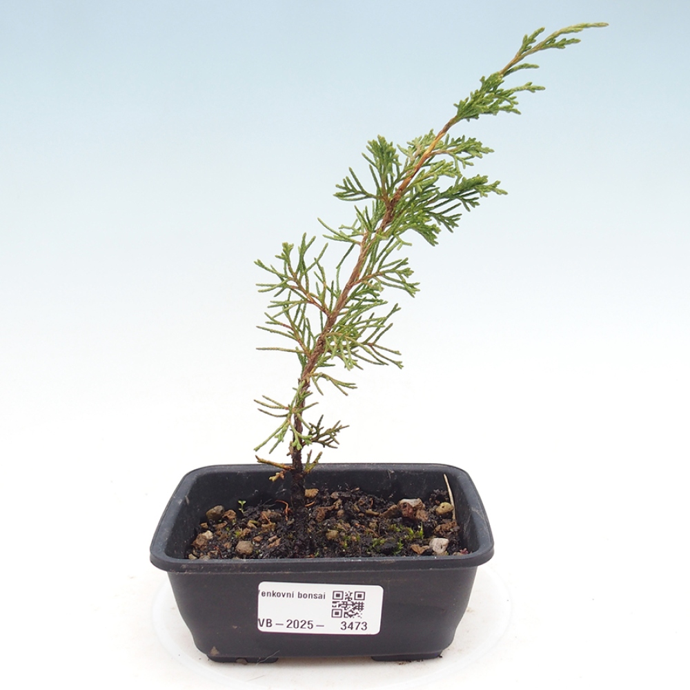 Bonsaï d'extérieur - Juniperus chinensis Itoigawa