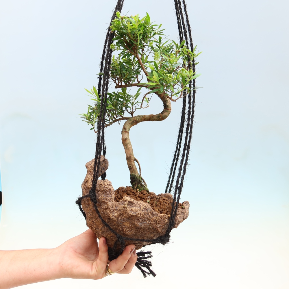 Kokedama en céramique -Syzygium - arbre à piment
