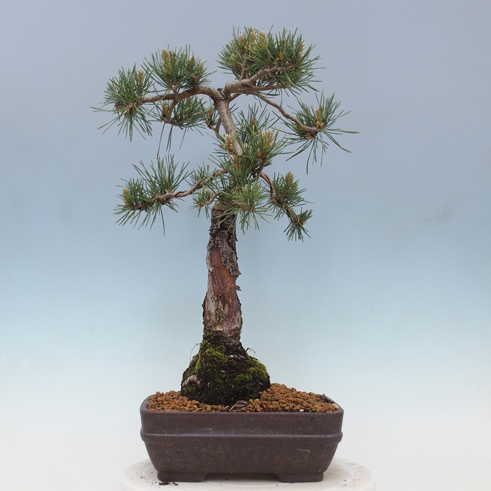 Bonsaï d'extérieur - Pinus Sylvestris Watererri - Pin sylvestre