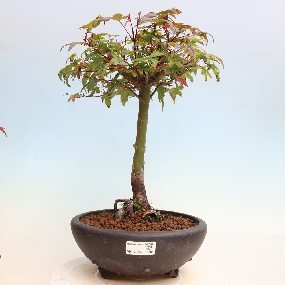 Bonsaï d'extérieur - Acer palmatum DESHOJO