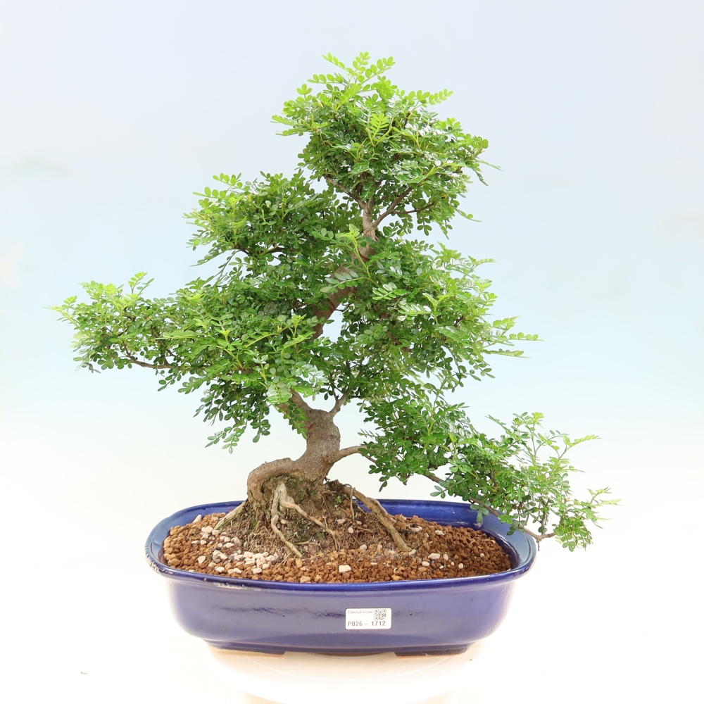 Salle bonsaï - Zantoxylum piperitum - arbre à poivre