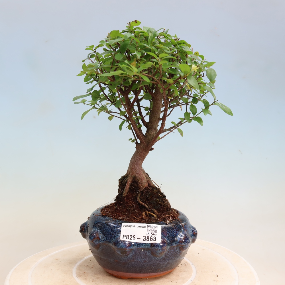 Bonsaï de chambre - Sageretia thea - Sageretia thea