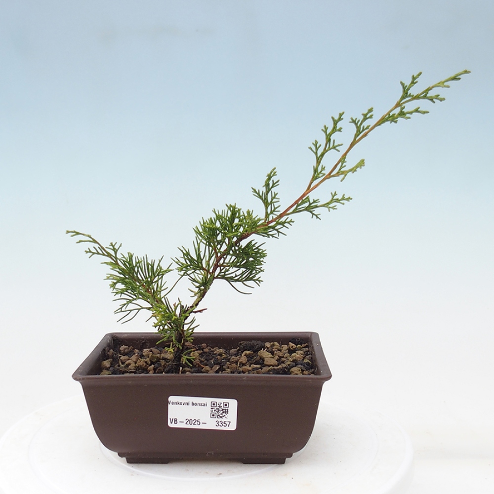 Bonsaï d'extérieur - Juniperus chinensis Itoigawa