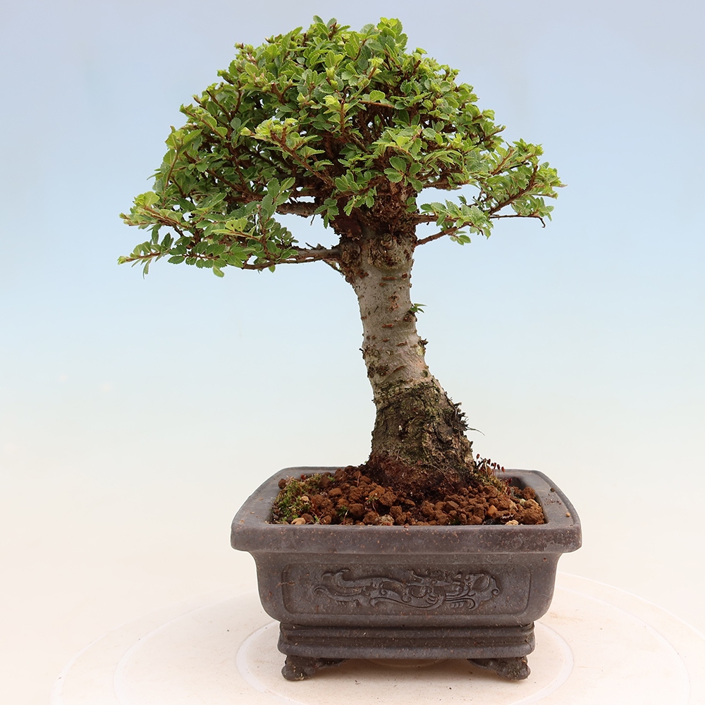 Bonsaï d'extérieur - Ulmus parvifolia Sagei - Orme à petites feuilles