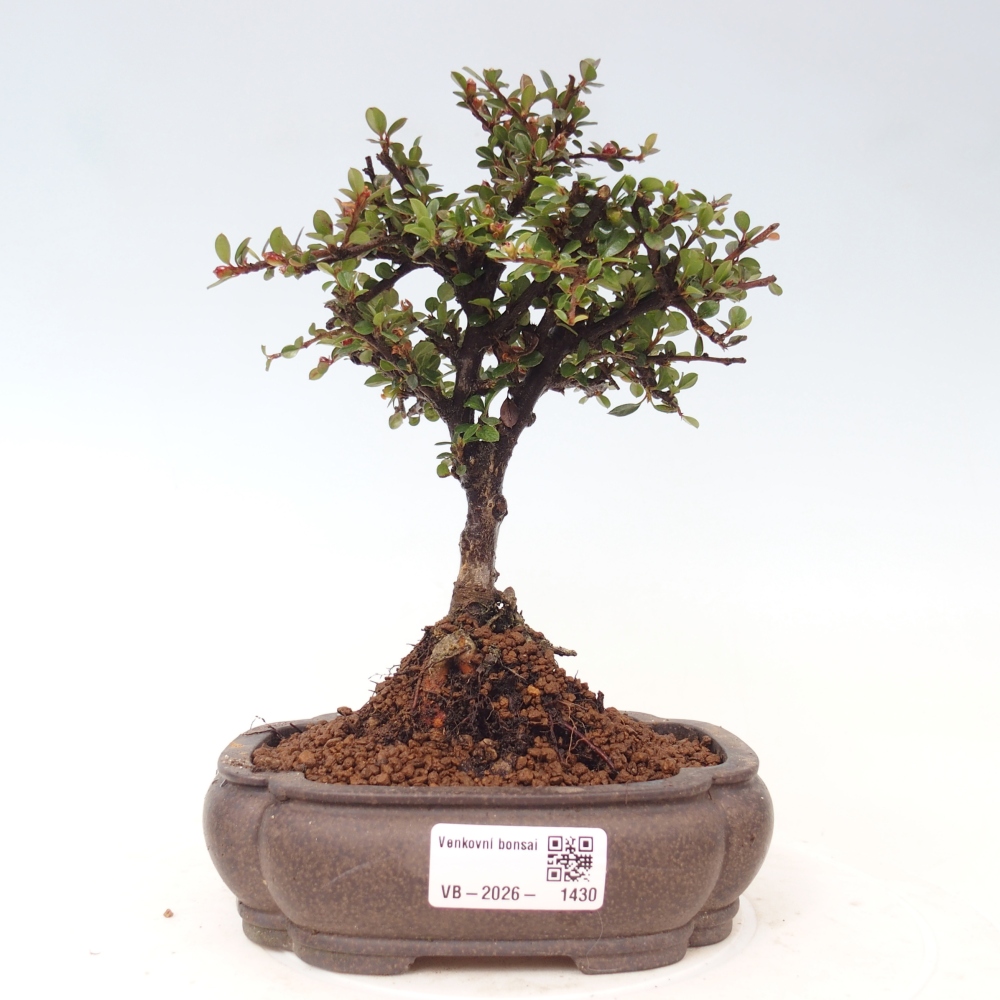 Bonsaï d'extérieur - Cotoneaster horizontalis - Rocky Mountain