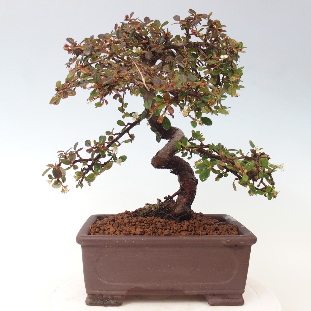 Bonsaï d'extérieur-Cotoneaster dammeri - Damer's Rock